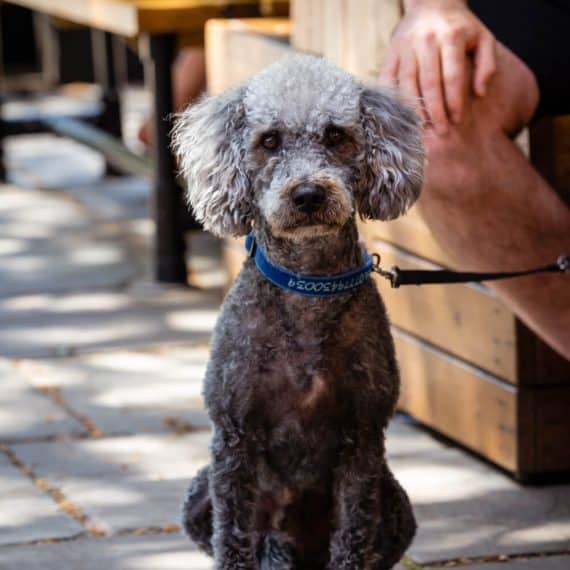 Allerton Manor dog friendly